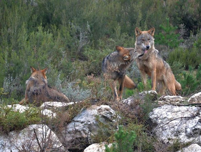 Aumentan las ayudas a los ganaderos por los ataques del lobo