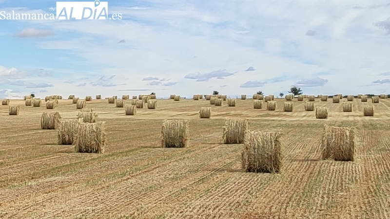 El forraje y la paja se ponen por las nubes