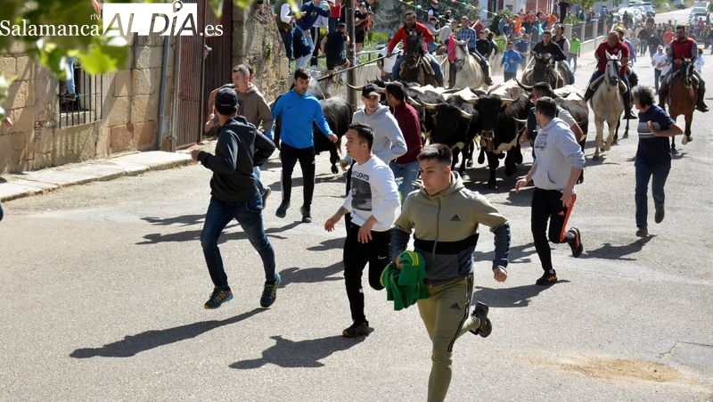 Atípico encierro a caballo con la fuga de un novillo en las fiestas de El Noveno de San Felices de los Gallegos