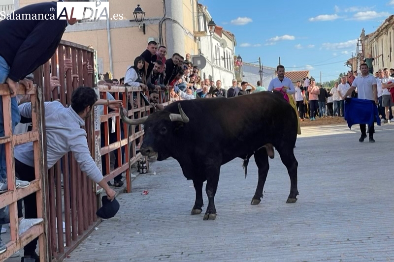 Cantalpino lleno hasta la bandera para vivir su esperado Toro de San Isidro