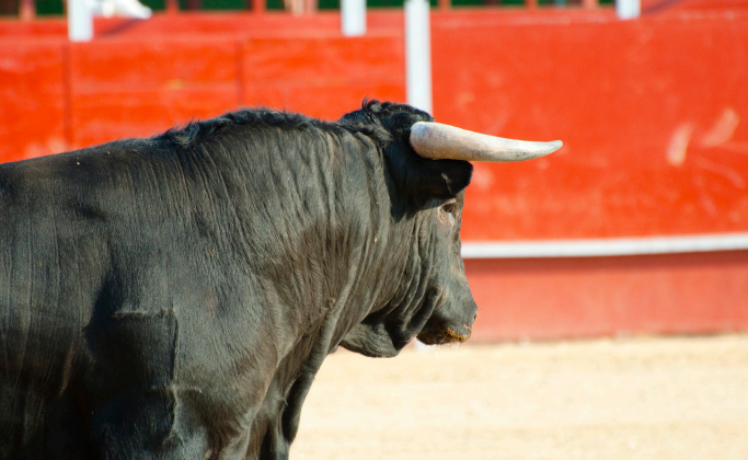 Ya está aquí el V Curso de Asistencia Inicial al Politraumatizado por cuerno de Toro de la UPSA