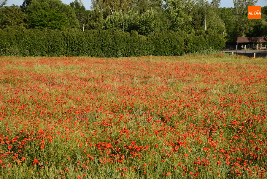 1Foto: Del rojo amapola del camino al blanco nieve del destino