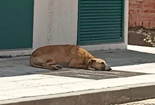 Gran movilización vecinal en Peñaranda para localizar el hogar de un galgo perdido, desnutrido y lleno de garrapatas