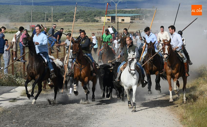 Vistoso y puntual encierro a caballo en Carpio de Azaba con motivo de San Isidro Labrador