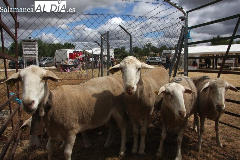 Bañobárez prepara su tradicional feria ganadera del mes de junio