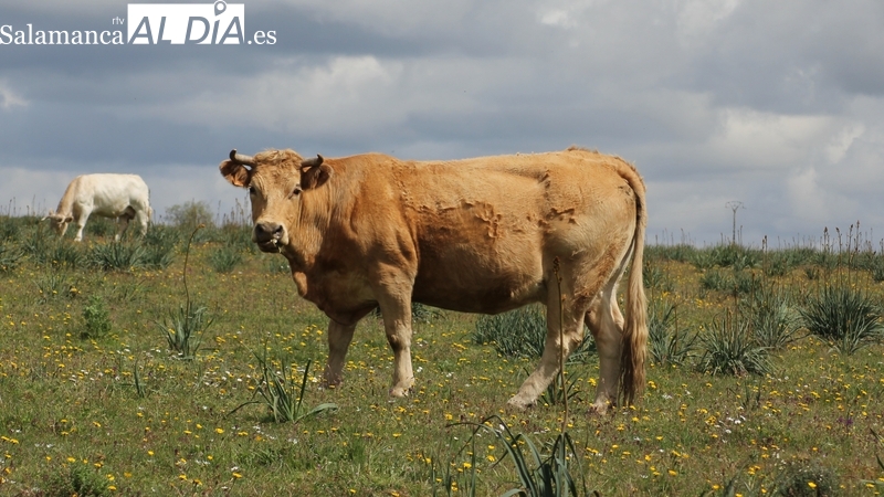 La paja alcanza precios estratosféricos  