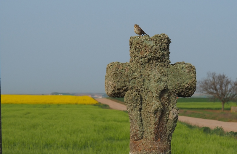 El pequeño rey y sus dominios 