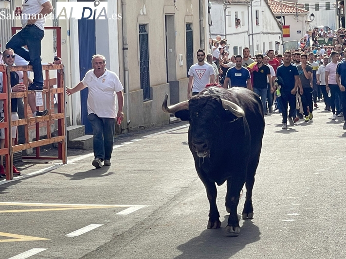 Todo a punto para vivir el esperado VI Toro de San Isidro en Cantalpino