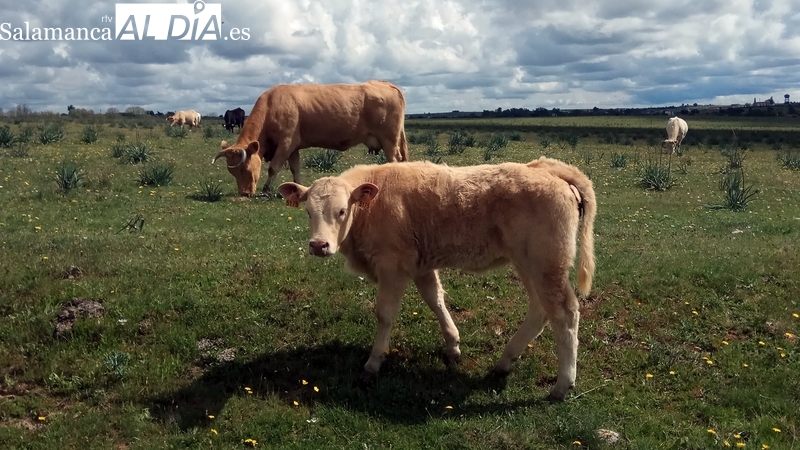 La sequía pone la paja por las nubes