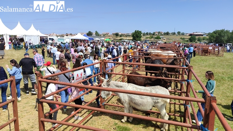 Gran ambiente, mucho público y poco ganado bovino en la feria de San Isidro de Lumbrales