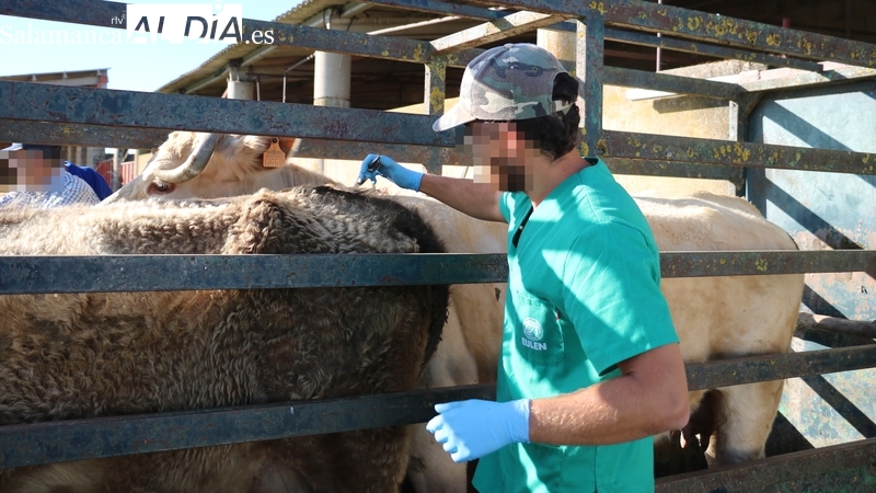 Se confirma el aumento de la prevalencia de la tuberculosis bovina en la provincia