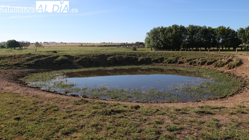 La ’19 de Abril’ pide al Gobierno las mismas ayudas para los ganaderos castellanos y leoneses que a los de comunidades del sur 