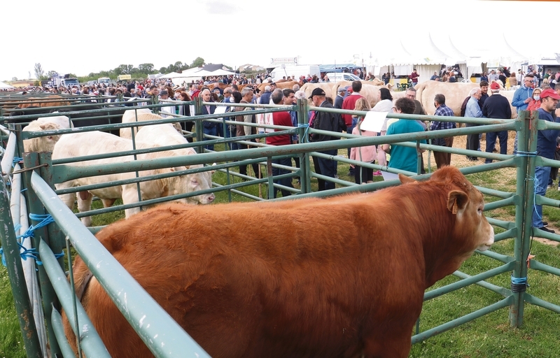Lumbrales celebra San Isidro con la tradicional feria ganadera y la XXVI Feria Multisectorial