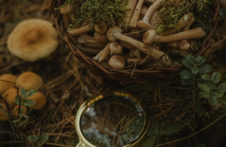 Navasfrías será una de las sedes de las Jornadas Micológicas de Primavera de la Diputación