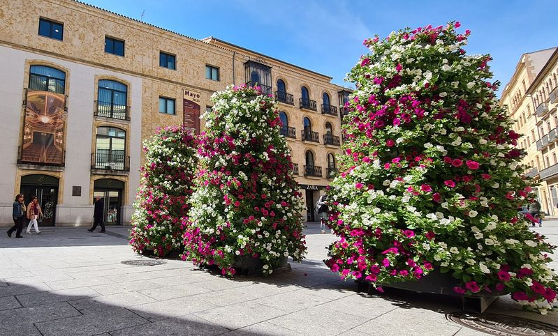Nuevas torres florales en Salamanca