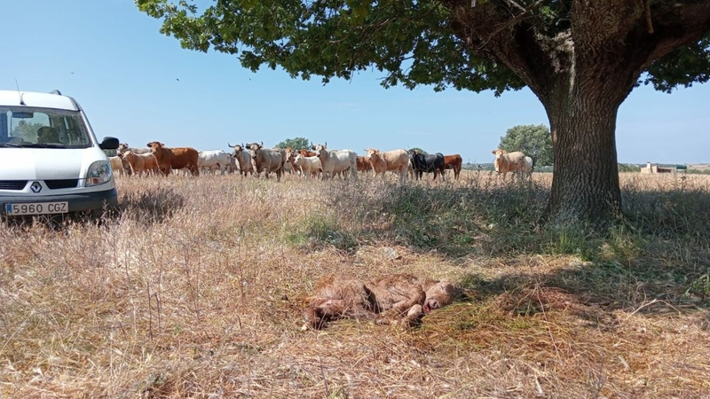 Los buitres acaban con otro ternero en Bañobárez 