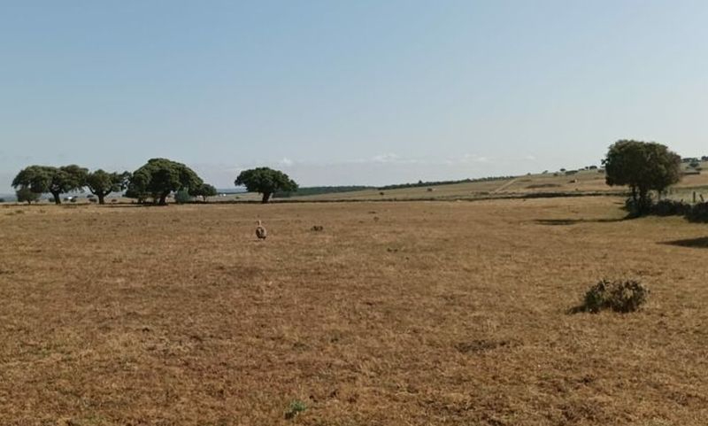 Tres ataques de buitres, en dos días, en esta localidad salmantina