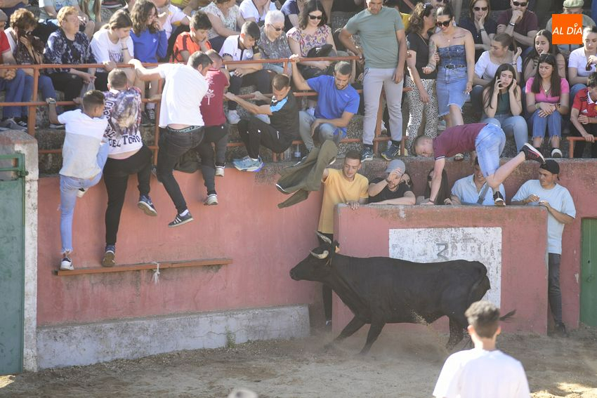 Divertida capea en El Bodón con la sombra como bien preciado