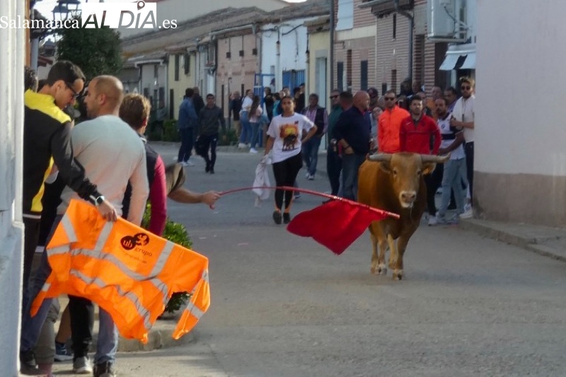 Tarazona se llena de aficionados para vivir su I Toro de Cajón