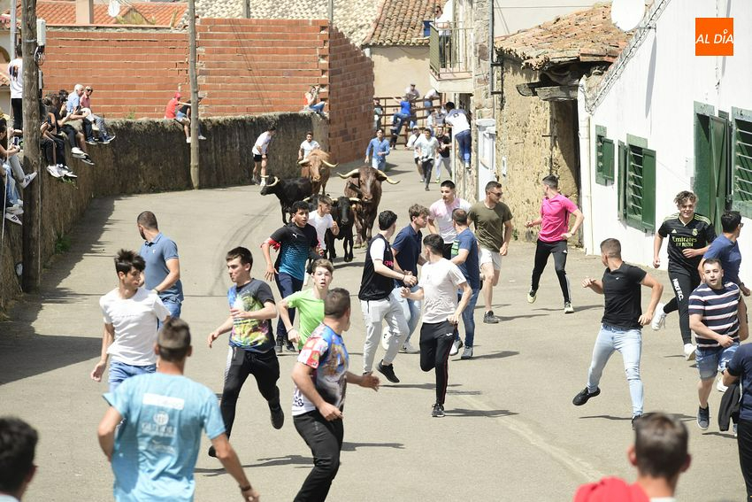 Entretenido encierro matinal en El Bodón con la participación de múltiples jóvenes