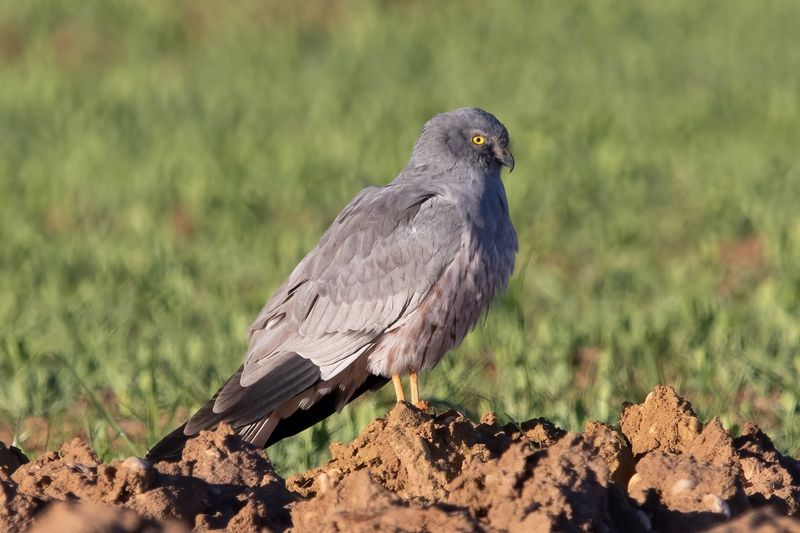 La Junta quiere conservar los pollos del aguilucho cenizo y otras aves esteparias