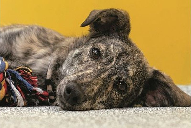 El Corte Inglés acoge este sábado una jornada de adopción y recogida de pienso para mascotas