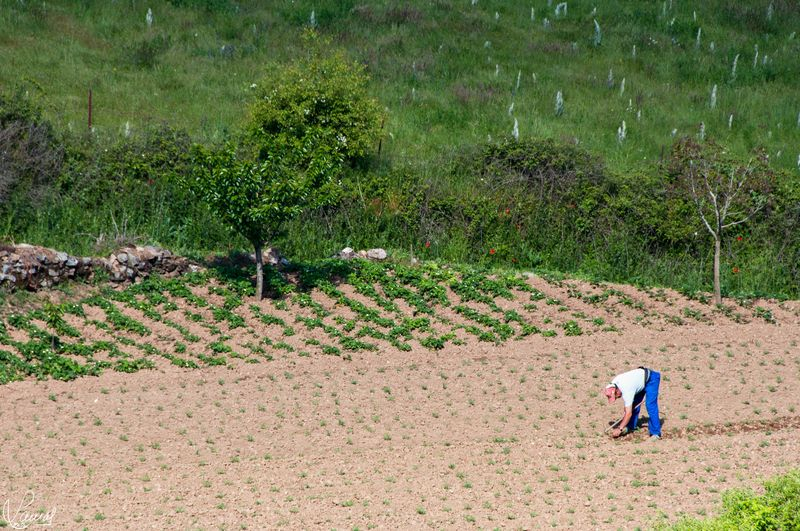 Mimos para la tierra