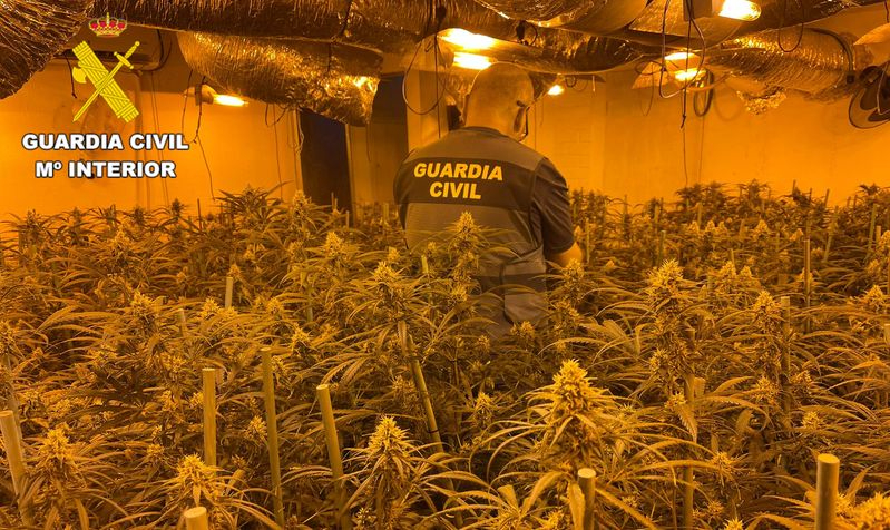 Desmantelada una plantación de marihuana en Sancti-Spíritus, cuyo dueño trató de huir por los tejados