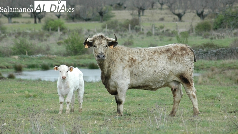 Agricultura pagará hasta 450 euros para la reposición de reses que tengan que ser sacrificadas