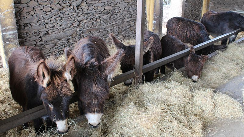 Los burros, la Inteligencia Artificial y el programa Erasmus+