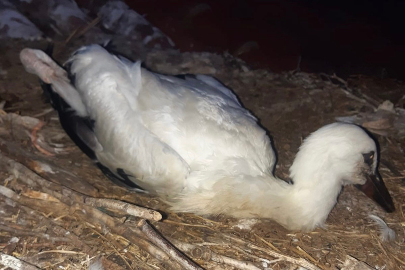 Los Bomberos de Peñaranda rescatan a una cigüeña atrapada en la iglesia parroquial de Cantalpino 