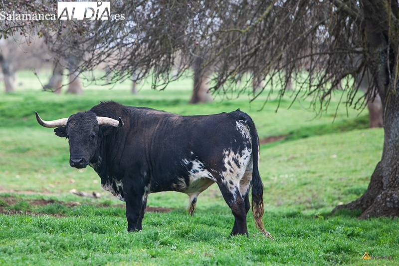 El hierro salmantino que no podrá lidiar este domingo en Las Ventas por la lengua azul