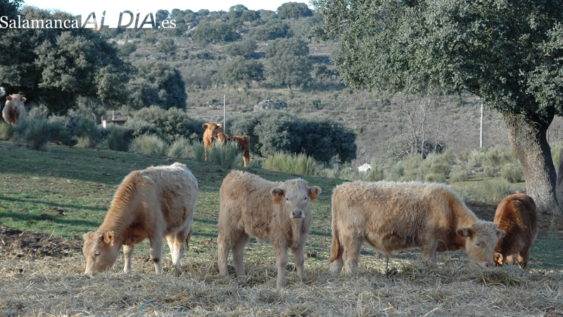 Unión por la Ganadería prepara en Salamanca una Jornada de promoción y degustación de carne de vacuno