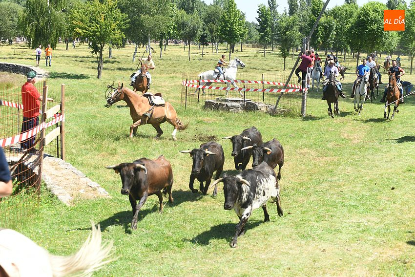 Un encierro a caballo de dos minutos deja a los navasfrieños con ganas de más