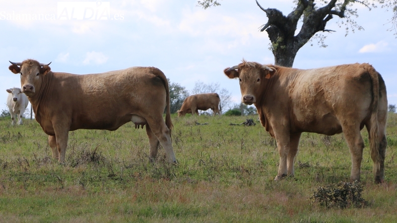 Nueva bajada del vacuno mientras el cereal frena la caída 