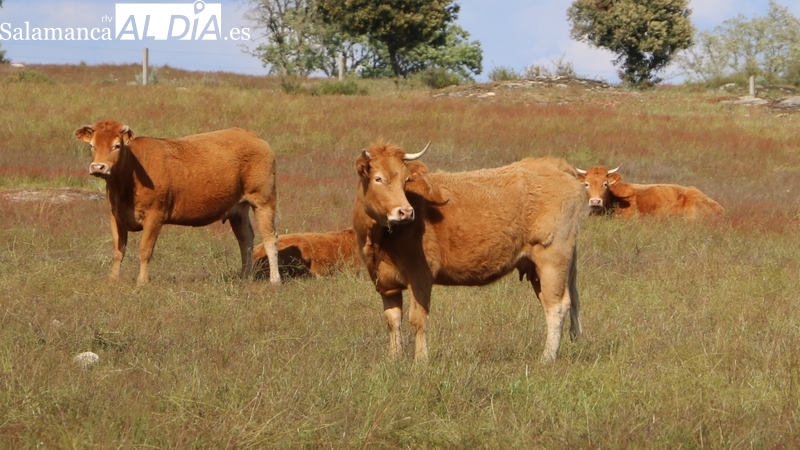 Excepto el maíz, el cereal  deja de cotizar ante la nueva cosecha