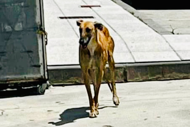 Animales abandonados: ¿Debe Peñaranda tener un servicio destinado a su recogida y cuidado?