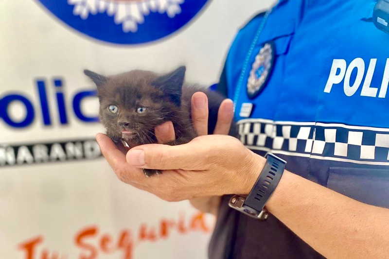 Agentes de la Policía Local recogen y ponen a salvo a una cría de gato que vagaba por la carretera