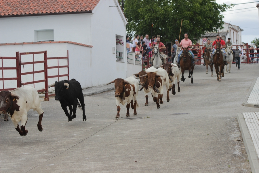 Un rápido y limpio encierro a caballo da paso a una entretenida capea en Campillo de Azaba