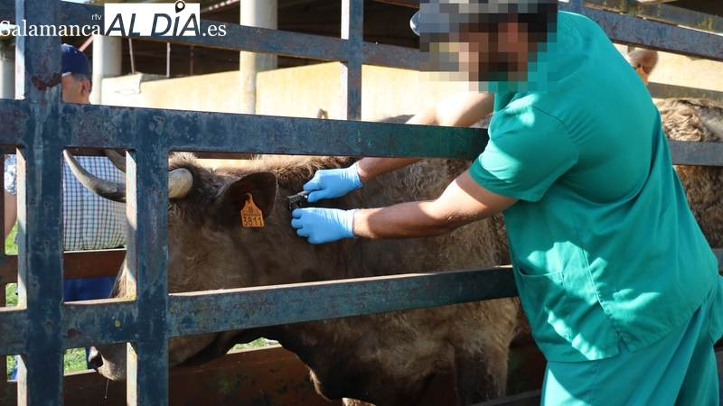 Unión por la Ganadería pide a los ganaderos que suspendan o no colaboren en los saneamientos