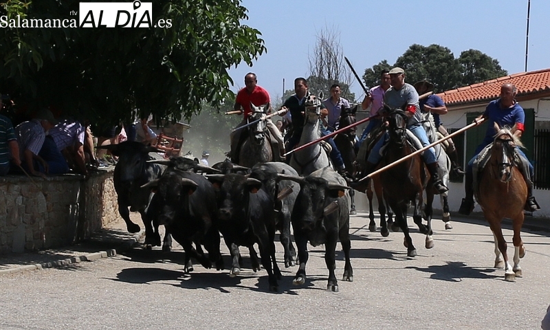 Vertiginoso encierro a caballo con reses de Hros. de Dionisio Rodríguez