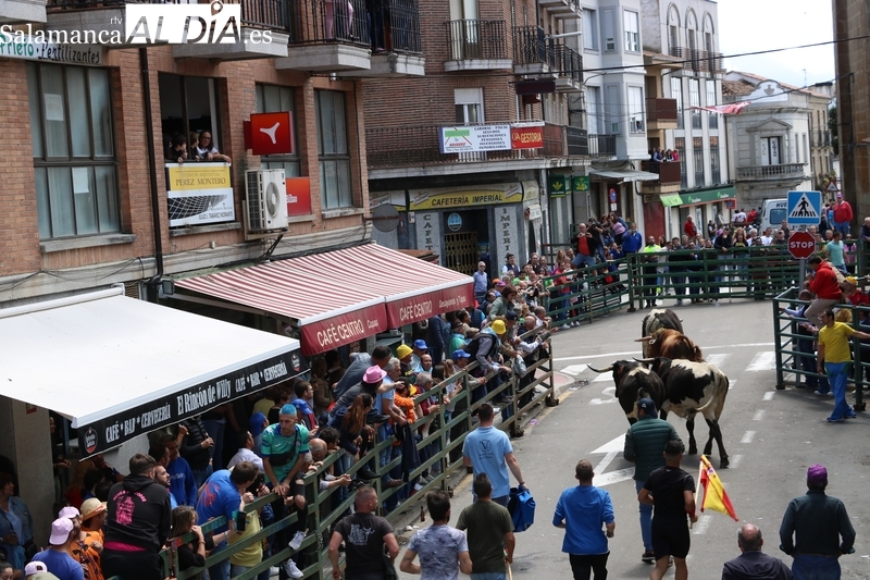 Vistoso encierro de Viernes de Corpus en Vitigudino