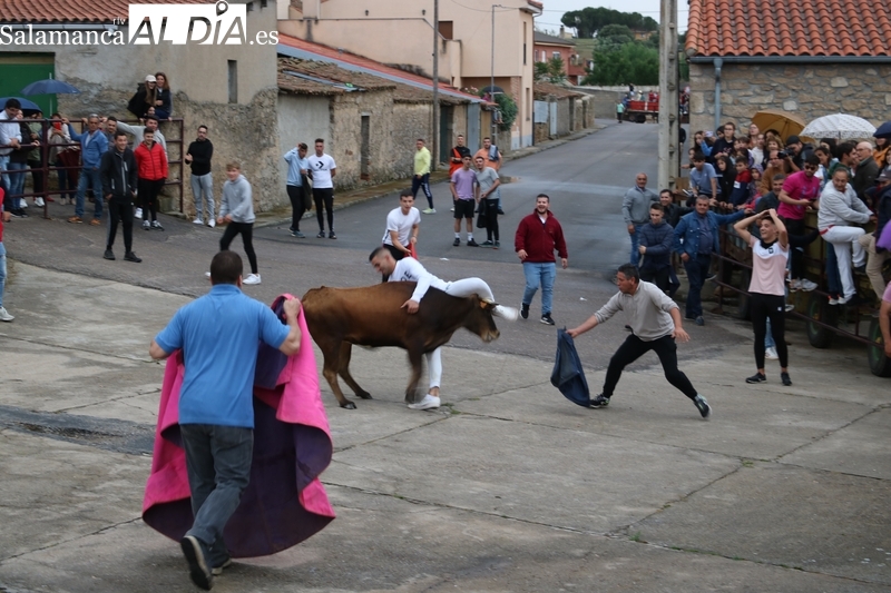 Entretenido encierro de vaquillas en El Cubo de Don Sancho para festejar el Corpus