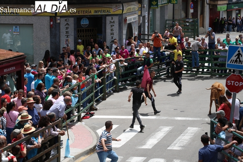 Multitudinario encierro de sábado de Corpus en Vitigudino