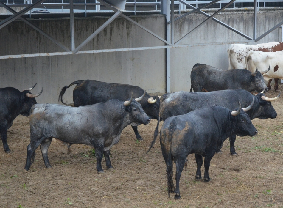 Los toros de José Escolar ya aguardan en Pamplona la esperada reaparición de Juan del Álamo
