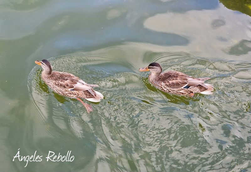 El deleite del baño