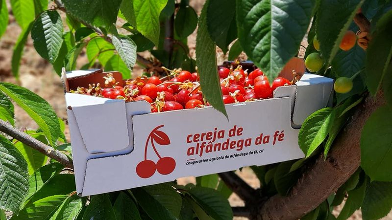Alfândega da Fé: agroturismo a través de la cereza