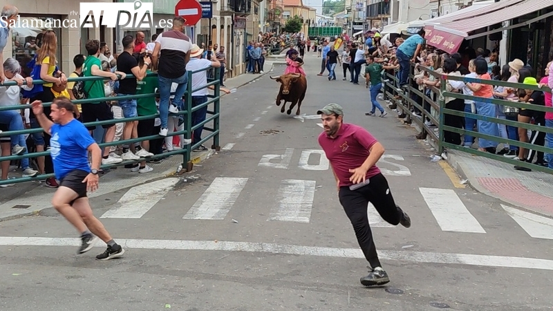 El IV Toro Fin de Corpus llena las calles de Vitigudino