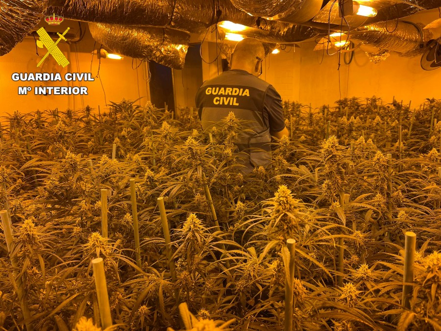 Detenido un hombre en Sancti-Spíritus huyendo por los tejados tras descubrirle una plantación de marihuana