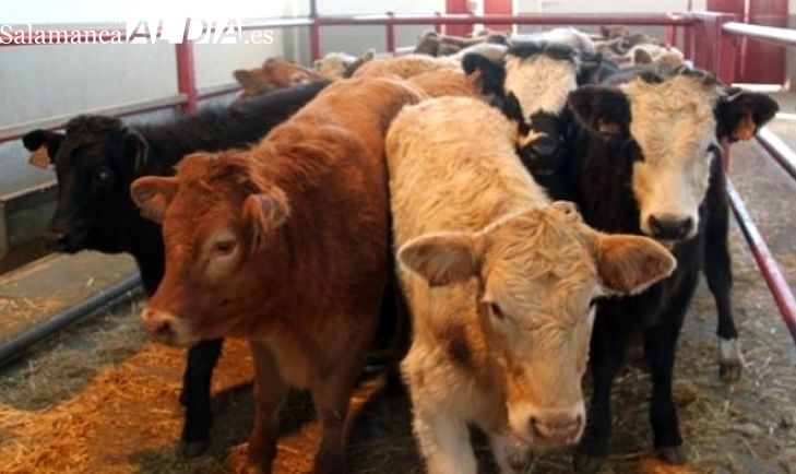 Los veterinarios de CyL auguran pérdidas millonarias por las restricciones al movimiento de ganado